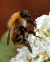 Finding A Bee Removal Company Near Me